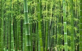 bamboo意思|BAMBOO在劍橋英語詞典中的解釋及翻譯